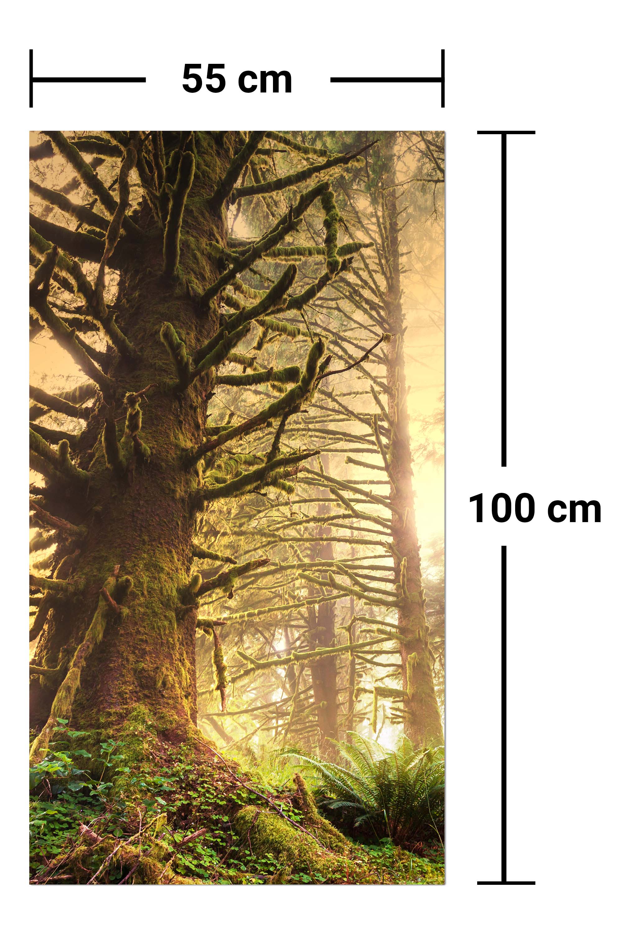 Garderobe Regenwald im Olympischen Nationalpark M0887 entdecken - Bild 7