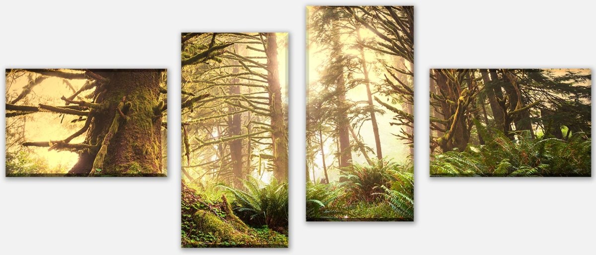 Leinwandbild Mehrteiler Regenwald im Olympischen Nationalpark M0887