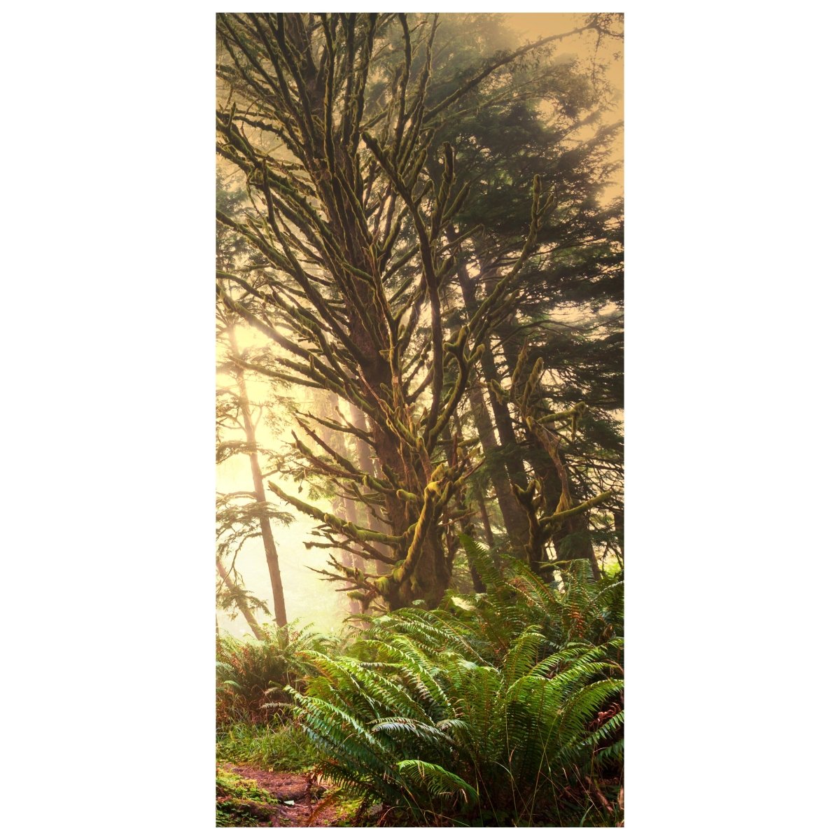 Türtapete Regenwald im Olympischen Nationalpark M0887 - Bild 2
