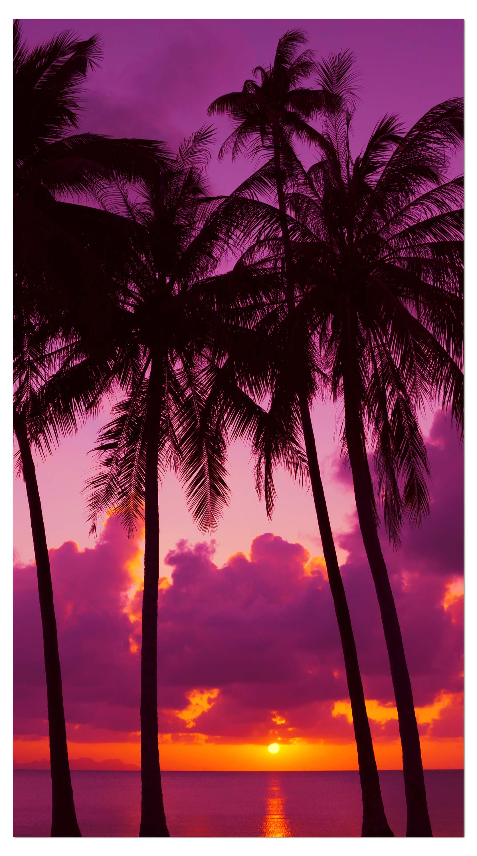 Garderobe Palmen Silhouette bei Sonnenuntergang. Thailand M0889 entdecken - Bild 4