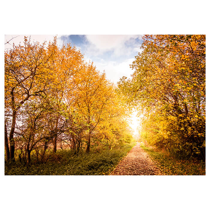 Fototapete Herbstlandschaft in warmen Farben M0896 - Bild 2