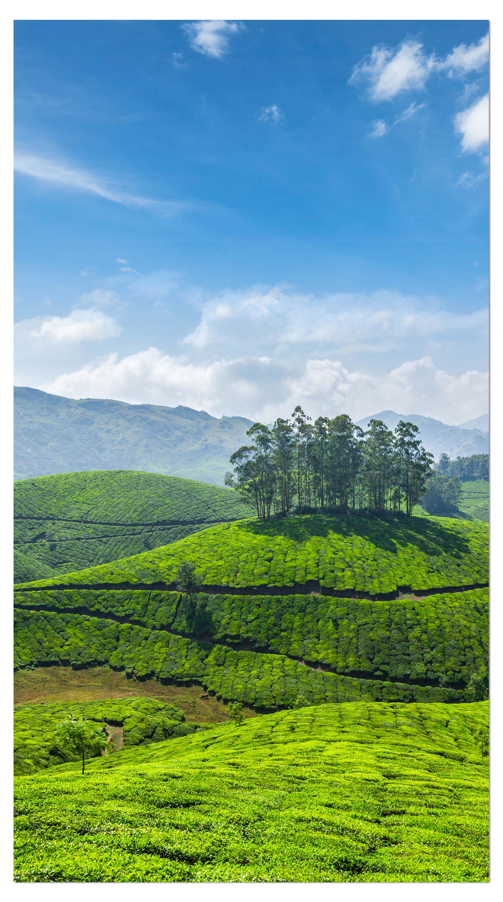 Garderobe Teeplantagen in Indien M0909 entdecken - Bild 4