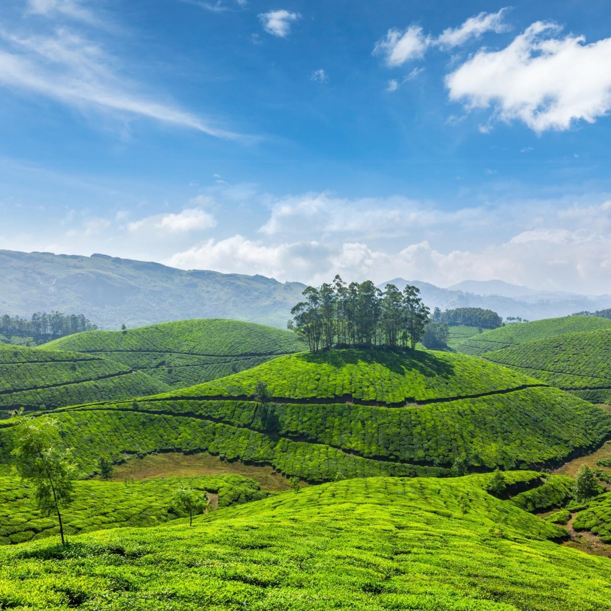Beistelltisch Teeplantagen in Indien M0909 entdecken - Bild 2