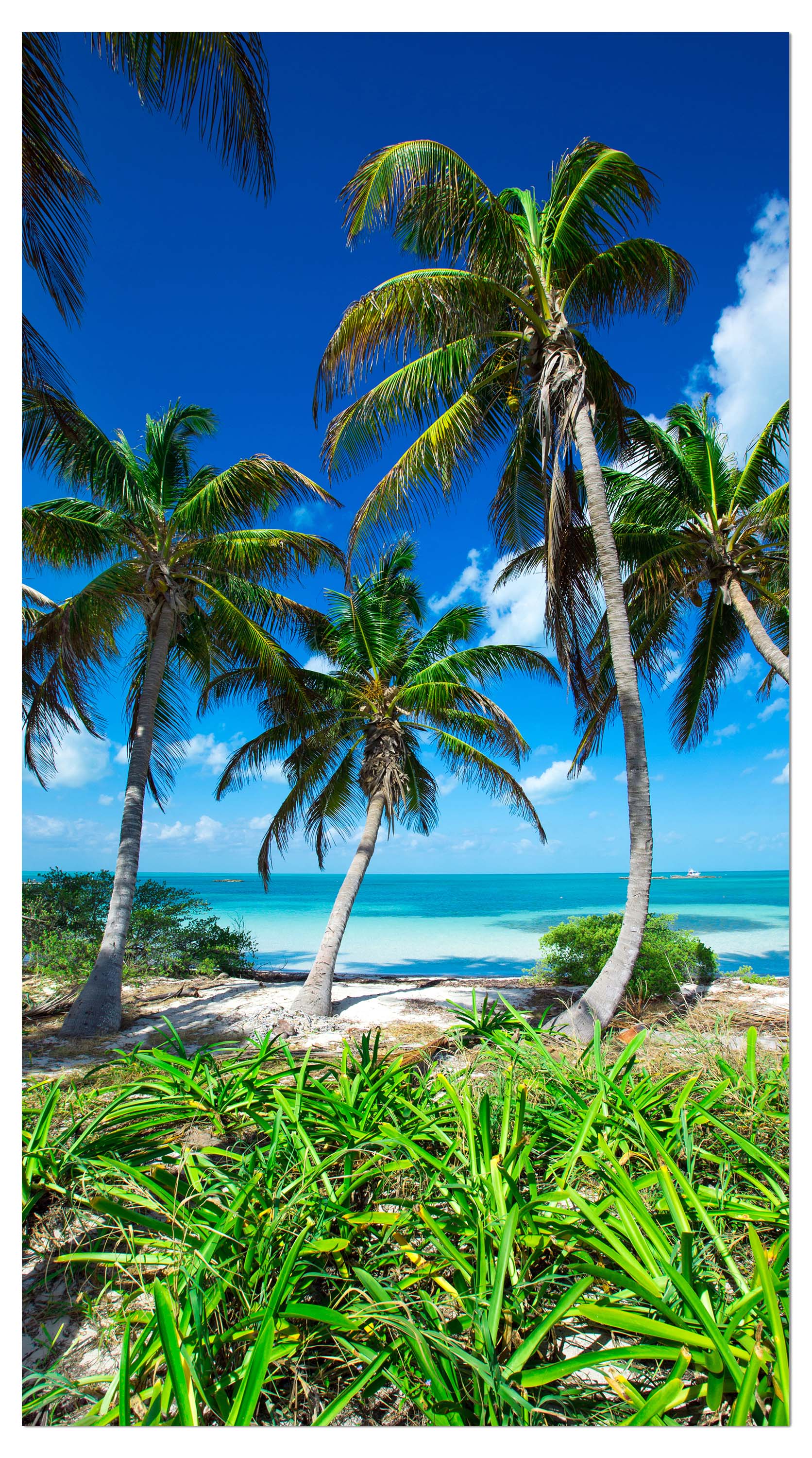 Garderobe Palmen an einem tropischen Strand M0914 entdecken - Bild 4