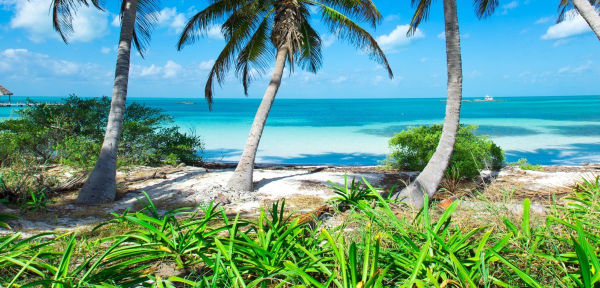Tableau sur toile Panneau Palmiers sur une plage tropicale M0914