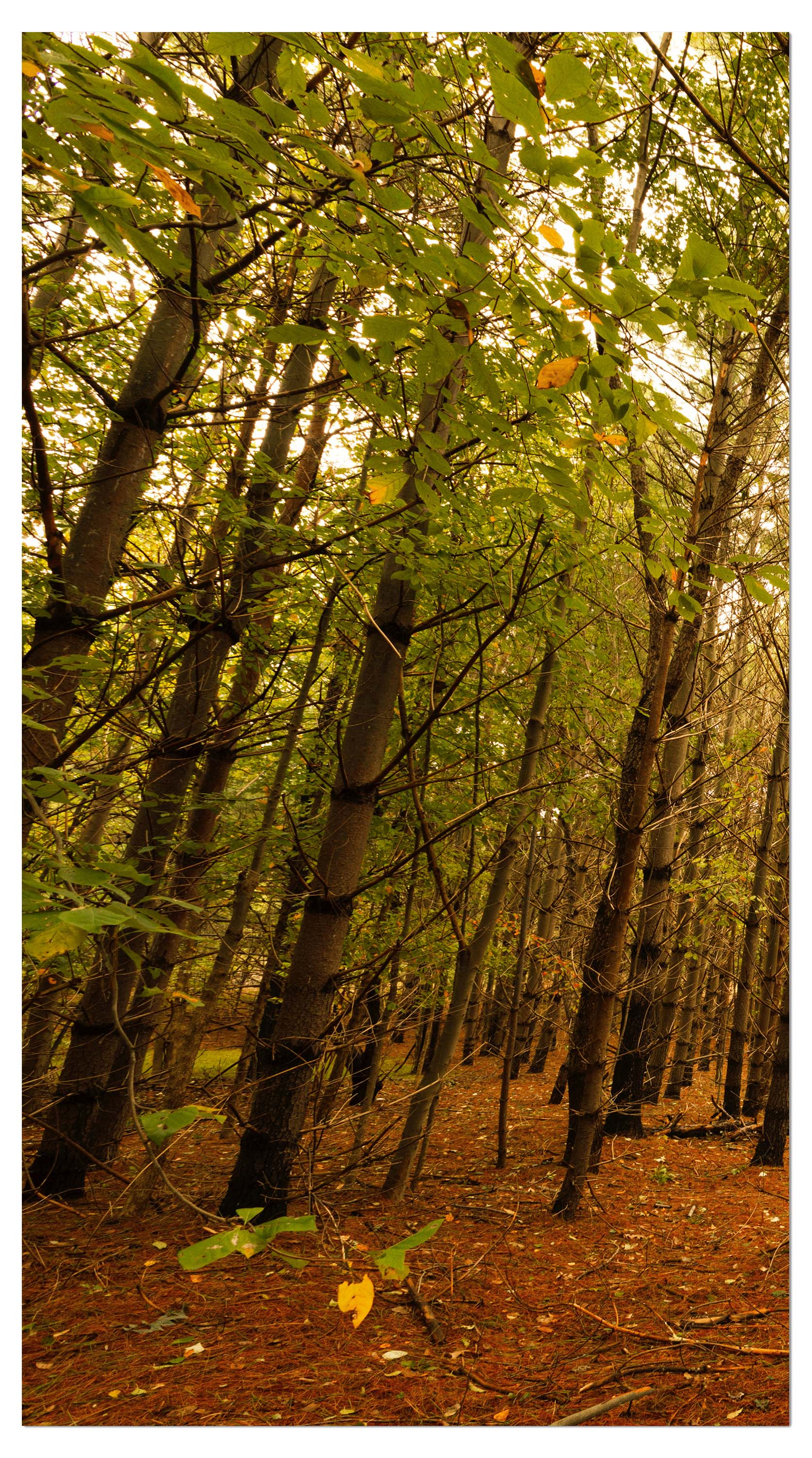 Garderobe Bunte Herbstlandschaft M0921 entdecken - Bild 4
