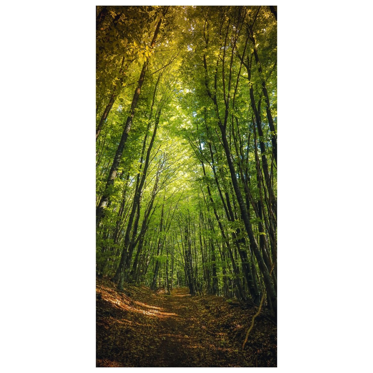 Türtapete Dunkler Weg im Wald M0923 - Bild 2
