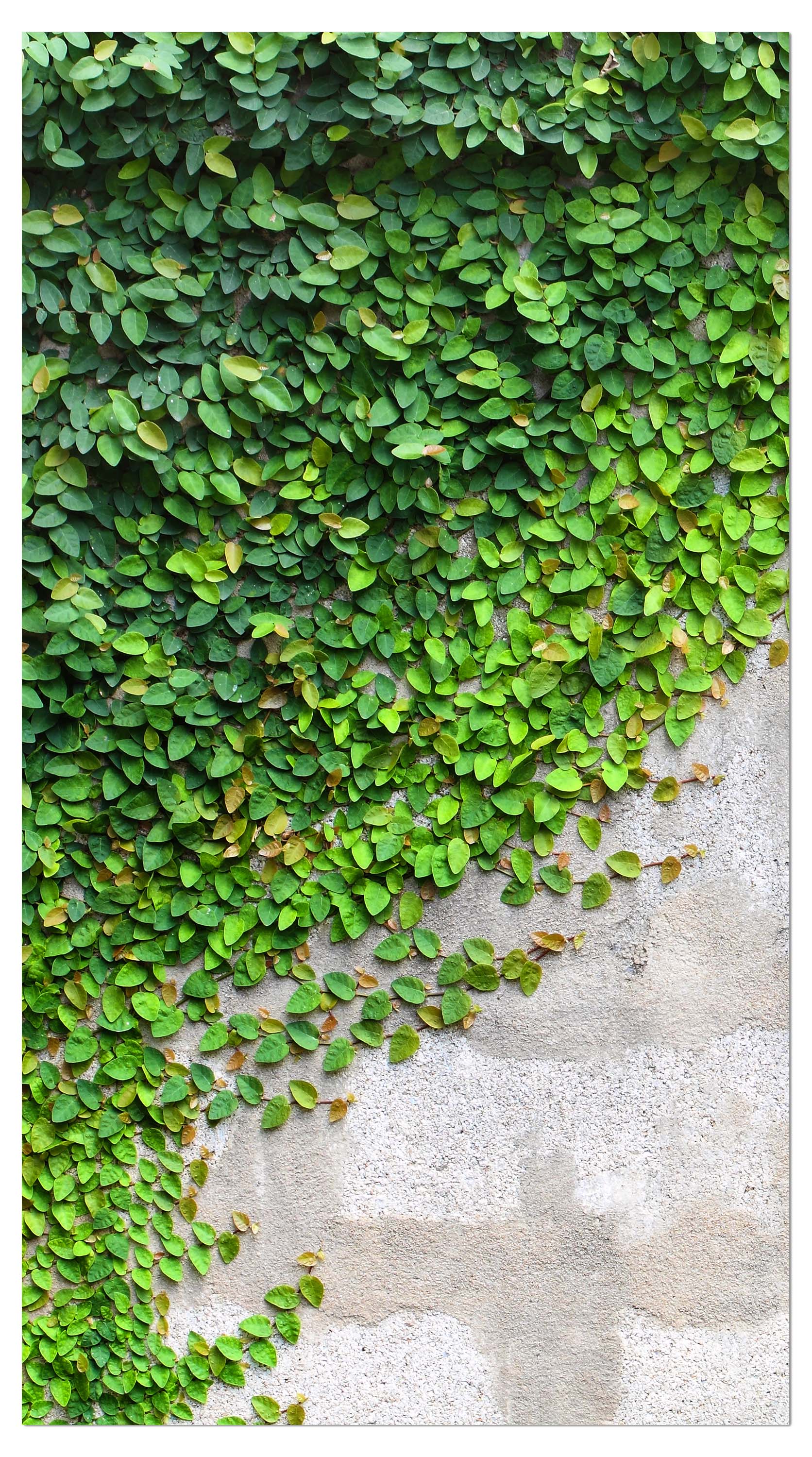 Garderobe Eine Kriechpflanze auf einer Mauer M0937 entdecken - Bild 4