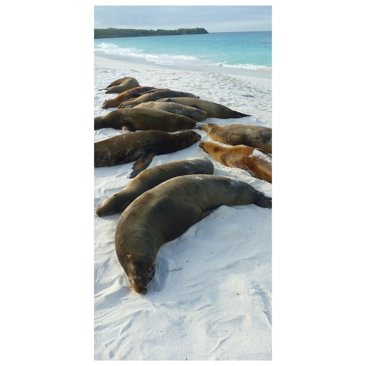 Türtapete Galapagos Seelöwen M0944 - Bild 2
