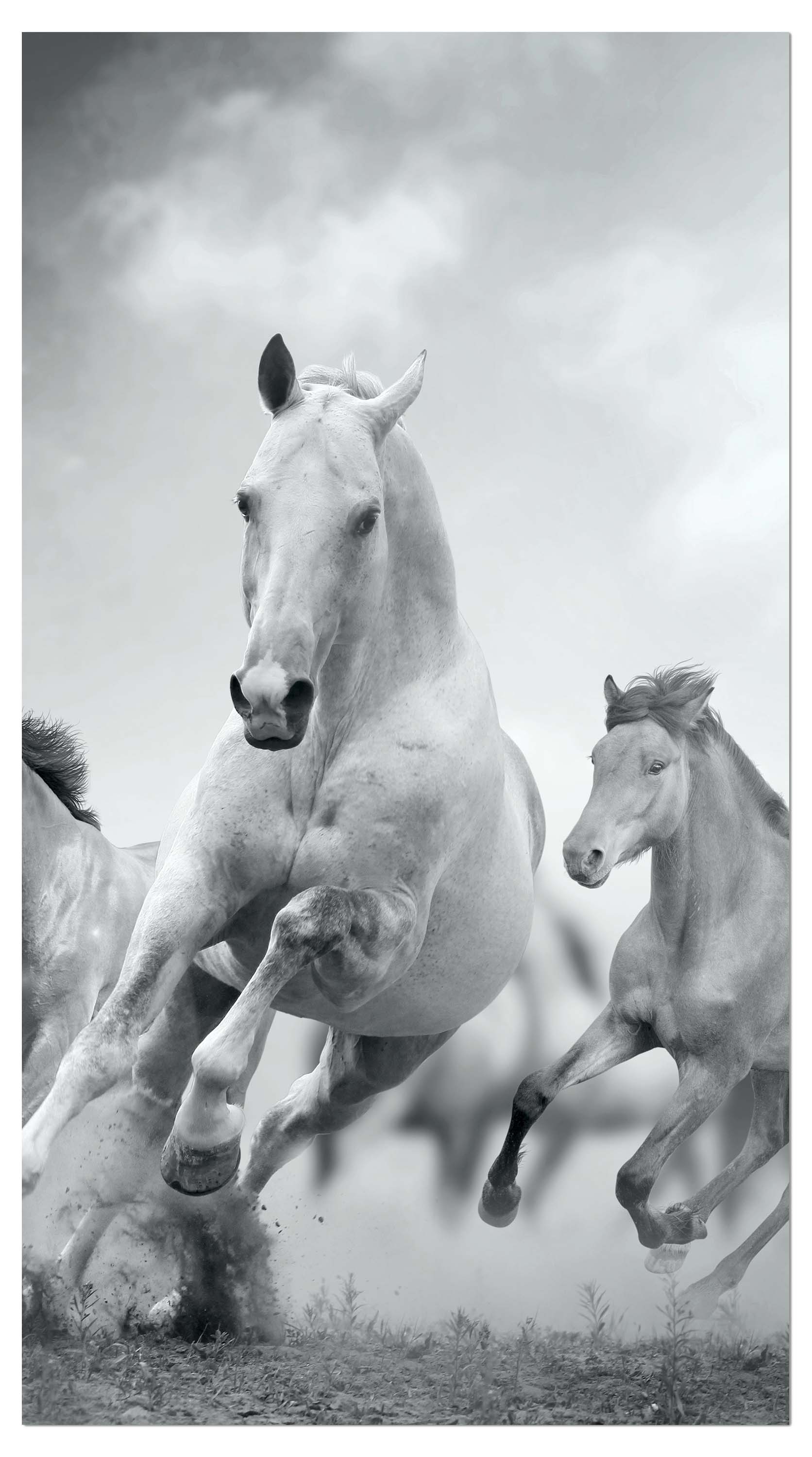 Garderobe Pferde laufen in Weiß und Schwarz M0945 entdecken - Bild 4