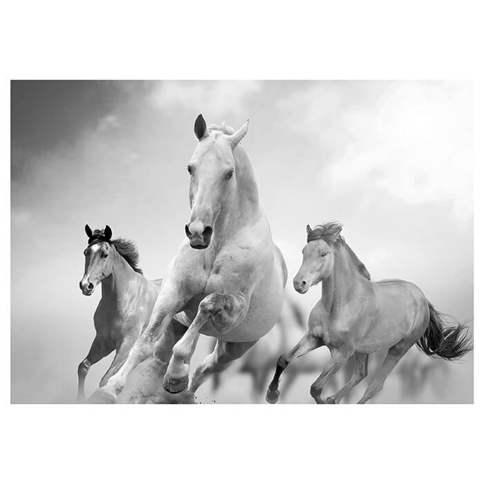 Fototapete Pferde laufen in Weiß und Schwarz M0945 - Bild 2