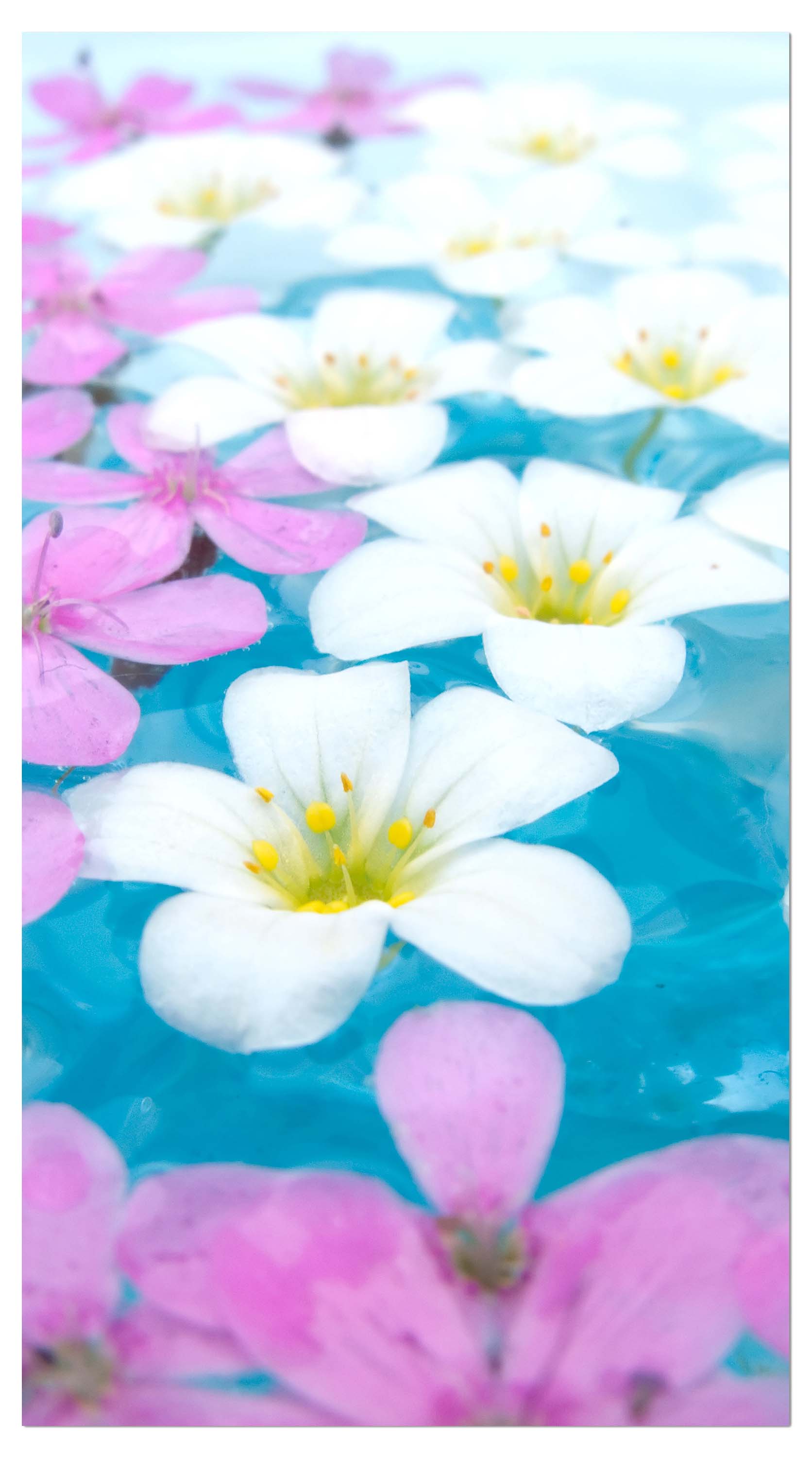 Garderobe Weiße und rosa Blumen M1001 entdecken - Bild 4