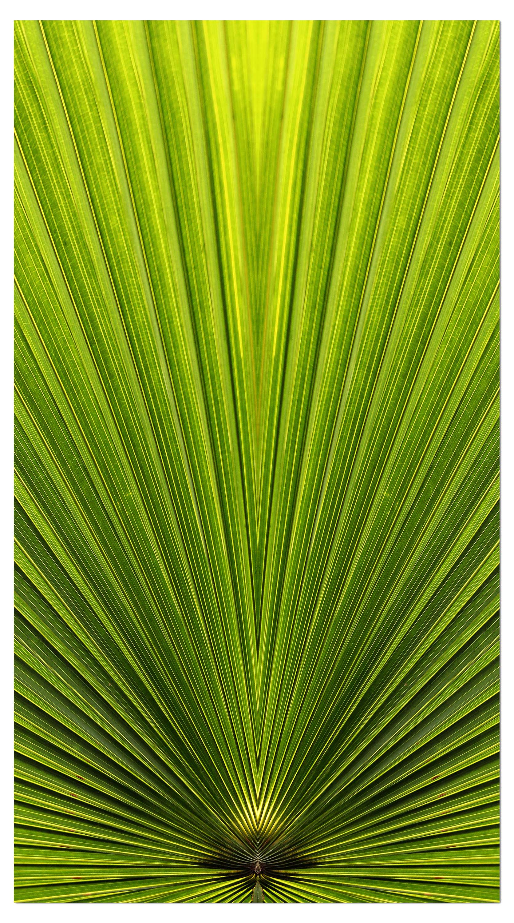 Garderobe Palmblatt Nahaufnahme M1003 entdecken - Bild 4