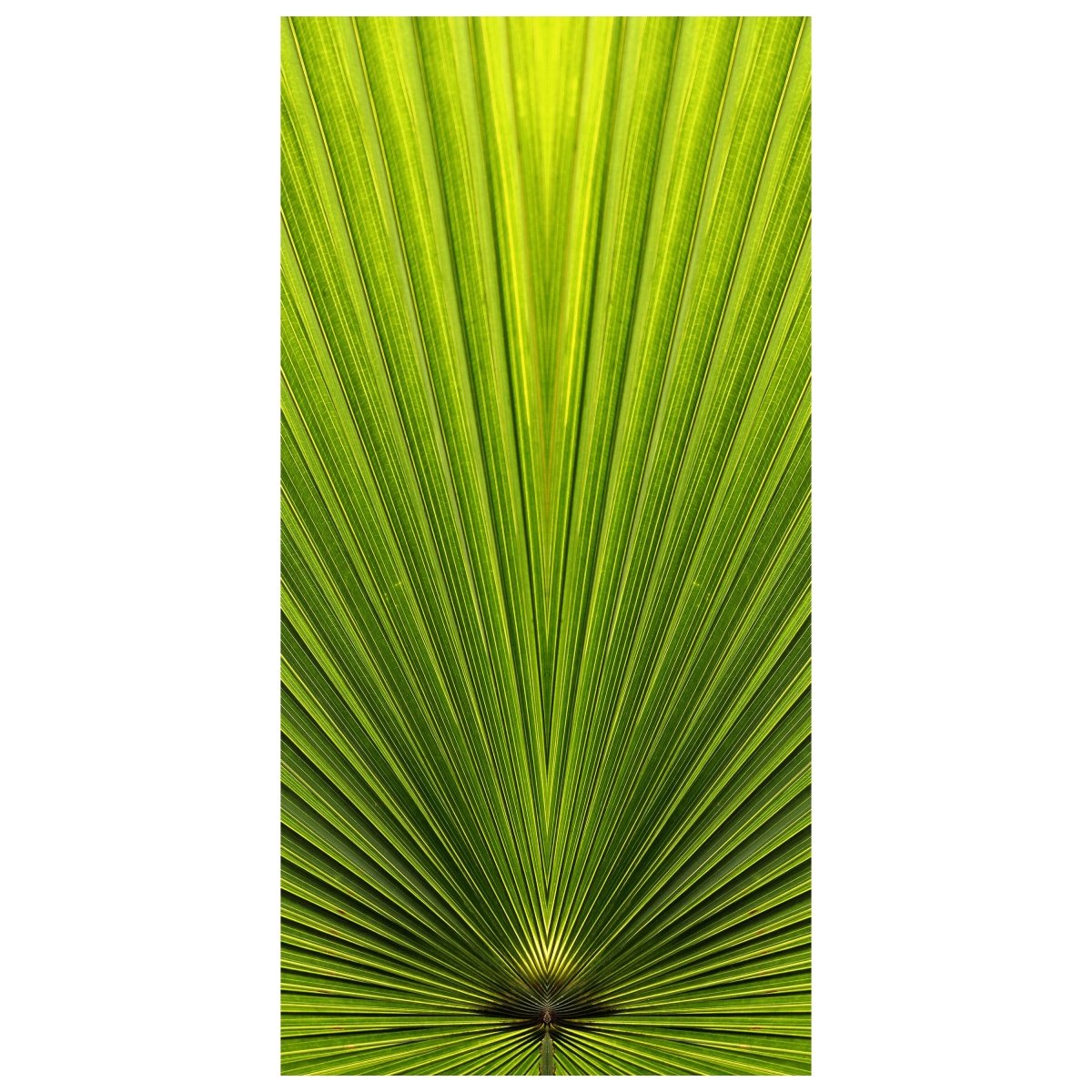 Türtapete Palmblatt Nahaufnahme M1003 - Bild 2