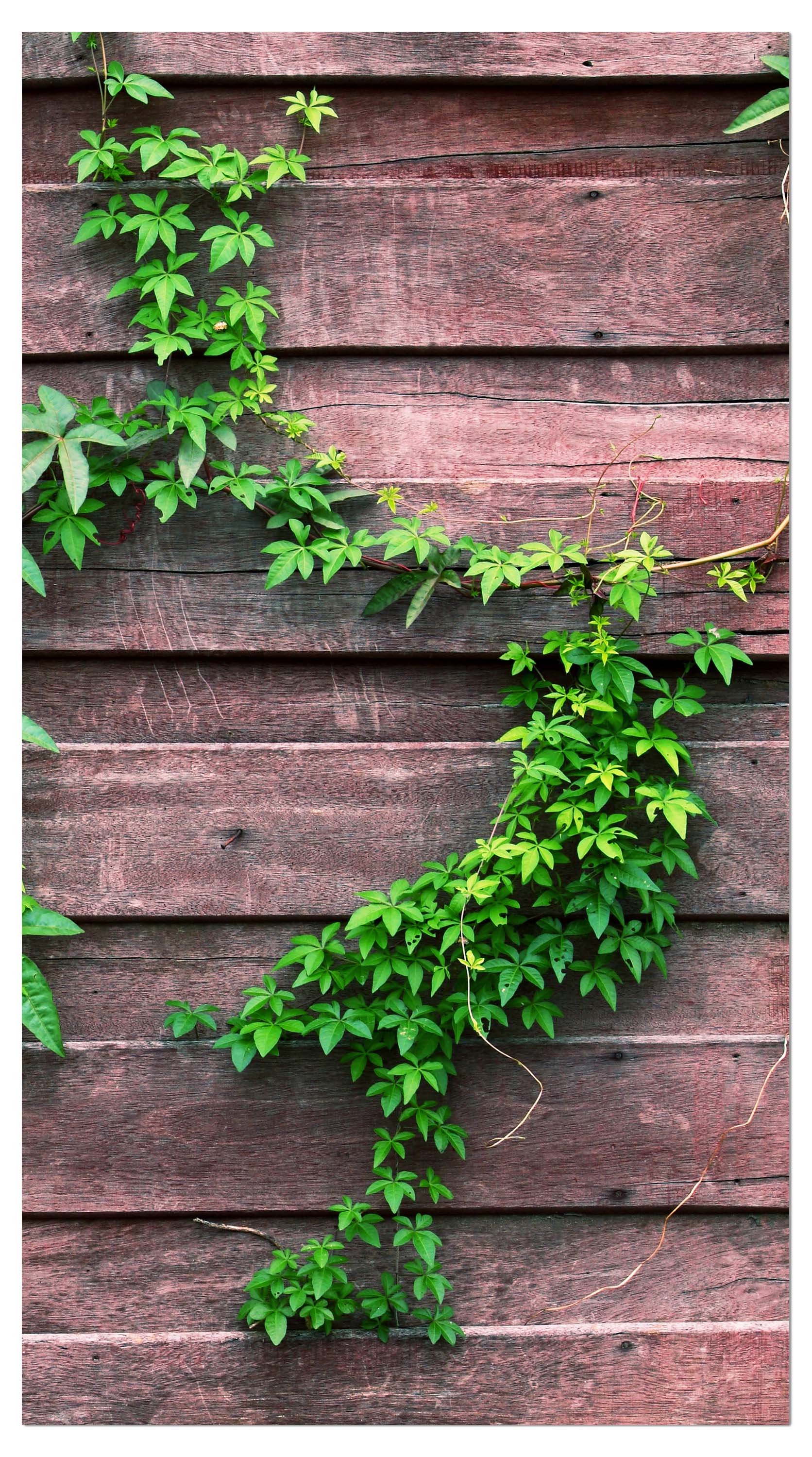 Garderobe Wand mit Kletterpflanze M1004 entdecken - Bild 4