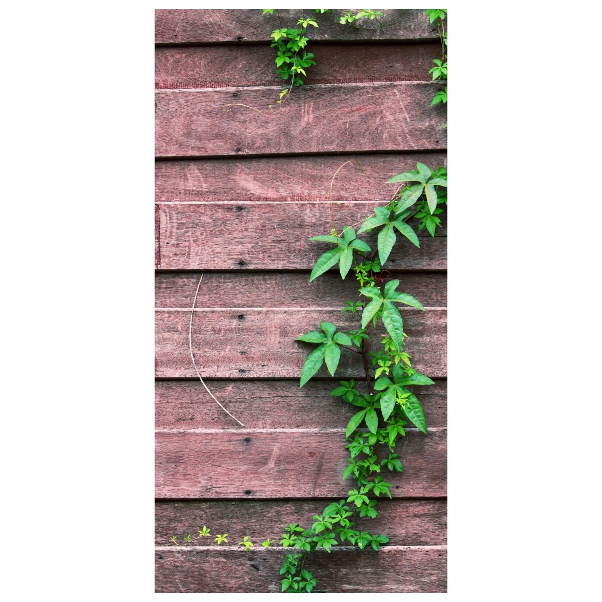 Türtapete Wand mit Kletterpflanze M1004 - Bild 2