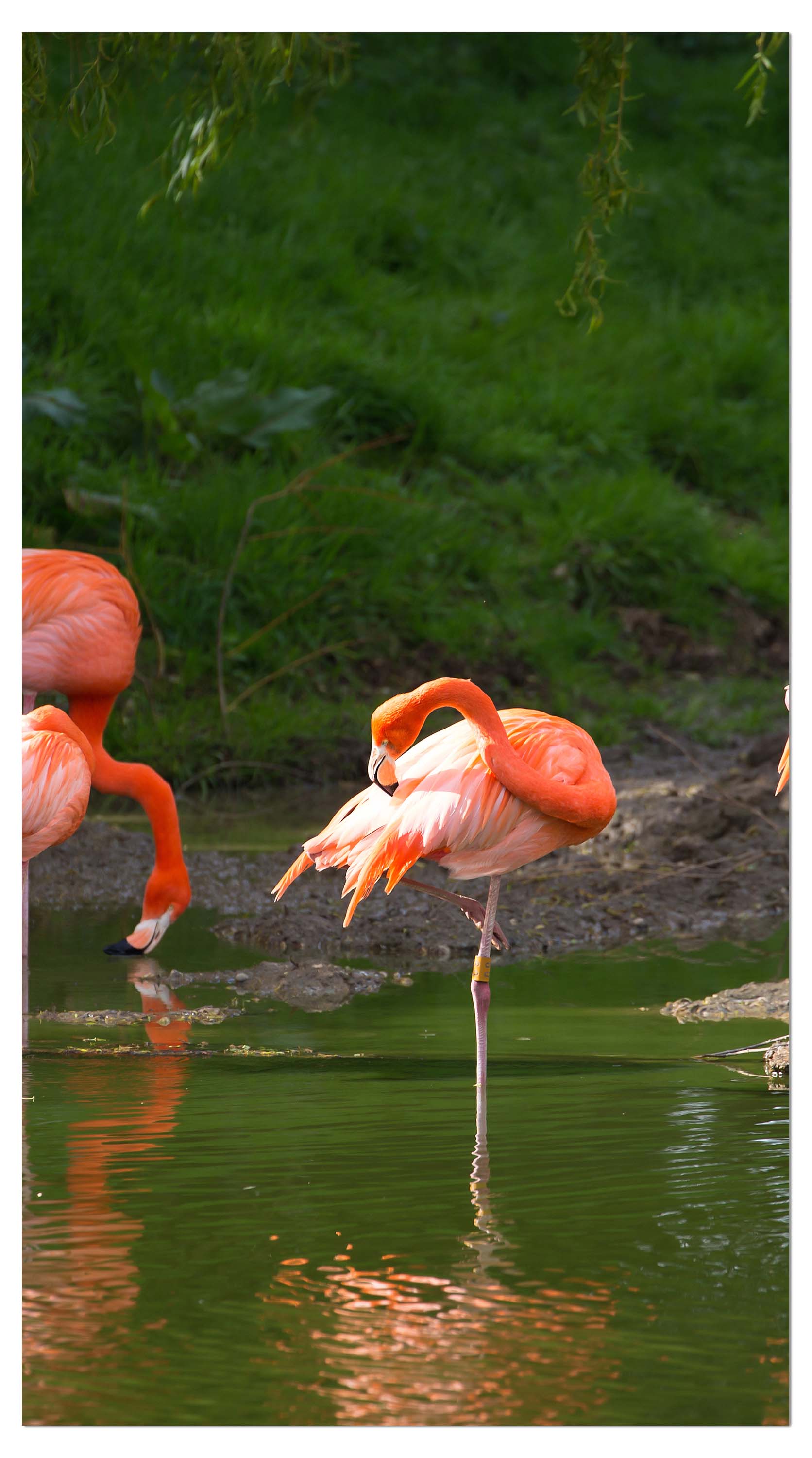 Garderobe Flamingos in einem Pool M1009 entdecken - Bild 4