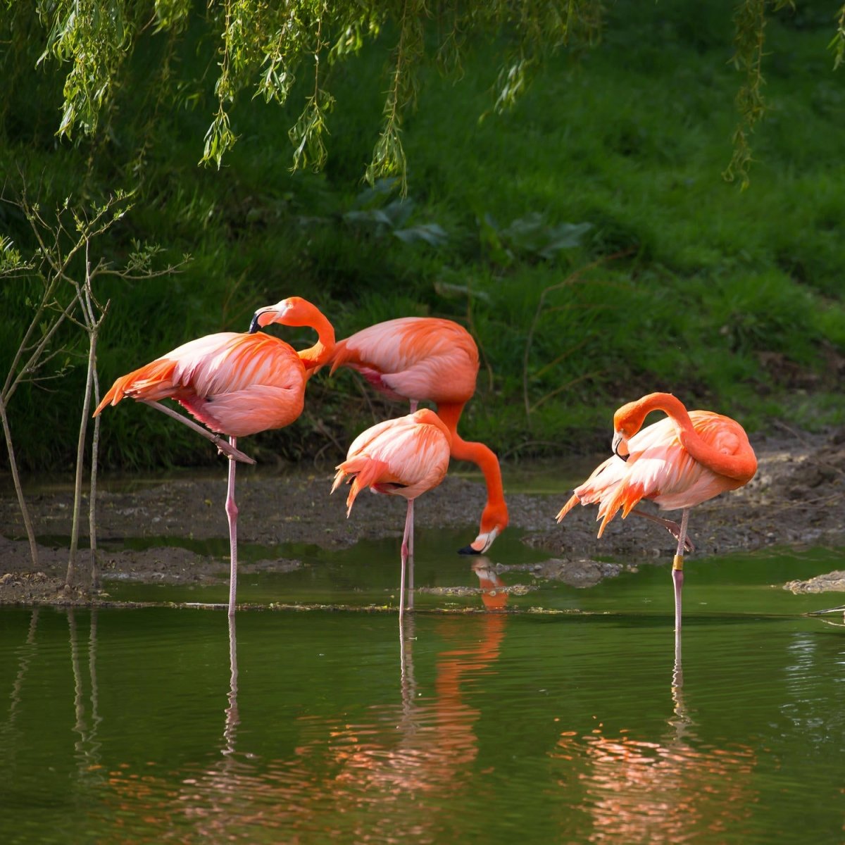 Beistelltisch Flamingos in einem Pool M1009 entdecken - Bild 2