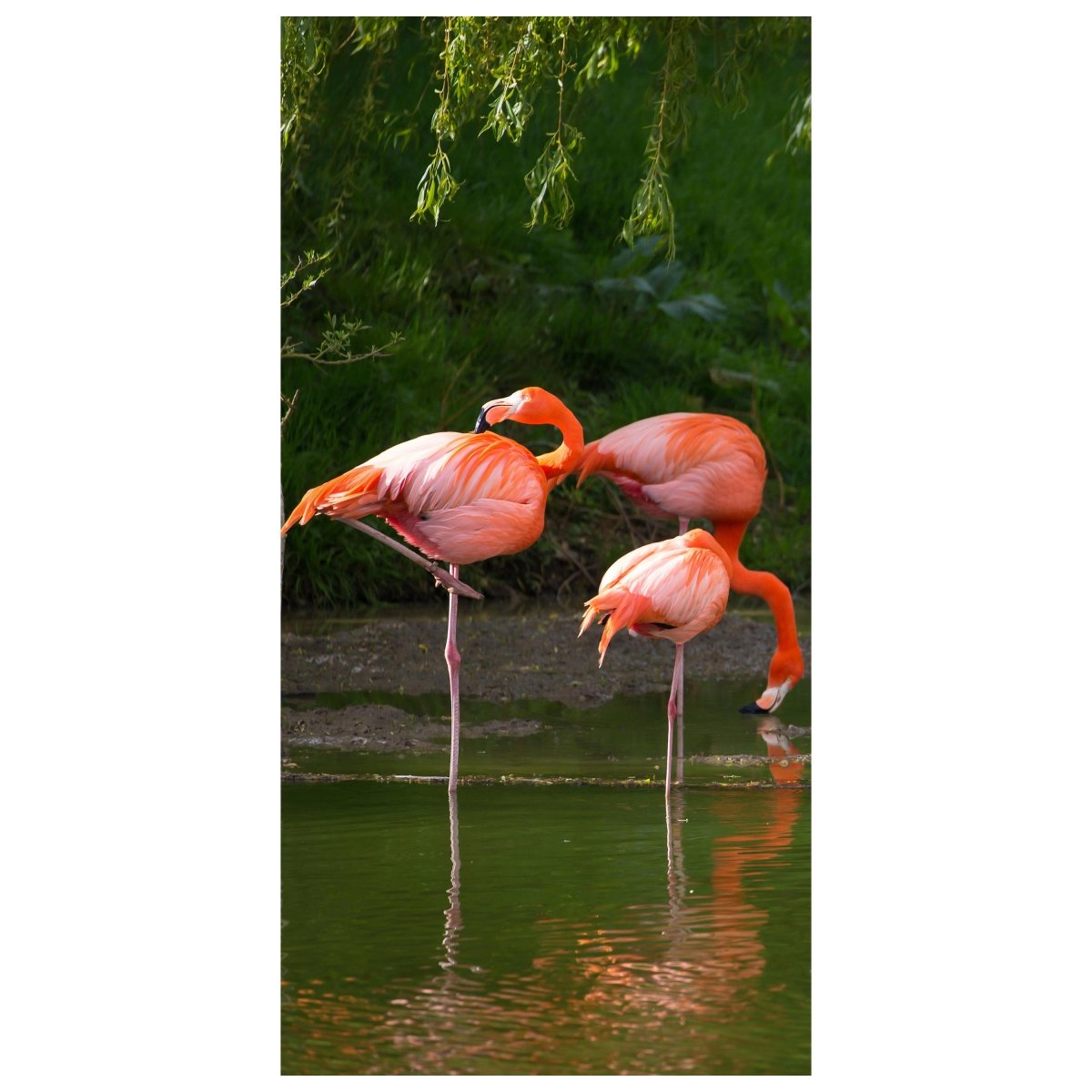 Türtapete Flamingos in einem Pool M1009 - Bild 2