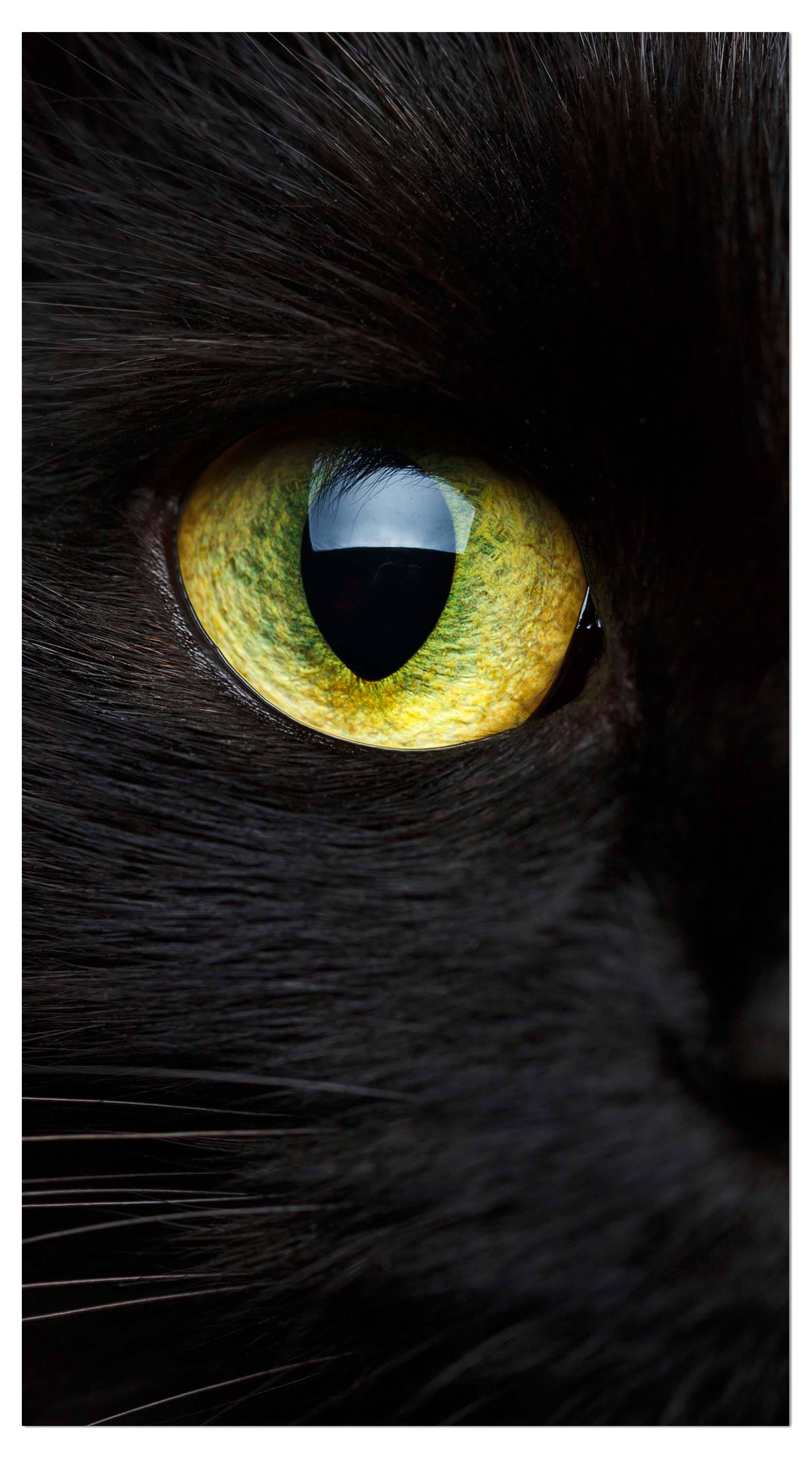 Garderobe Nahaufnahme der schwarzen Katze M1013 entdecken - Bild 4