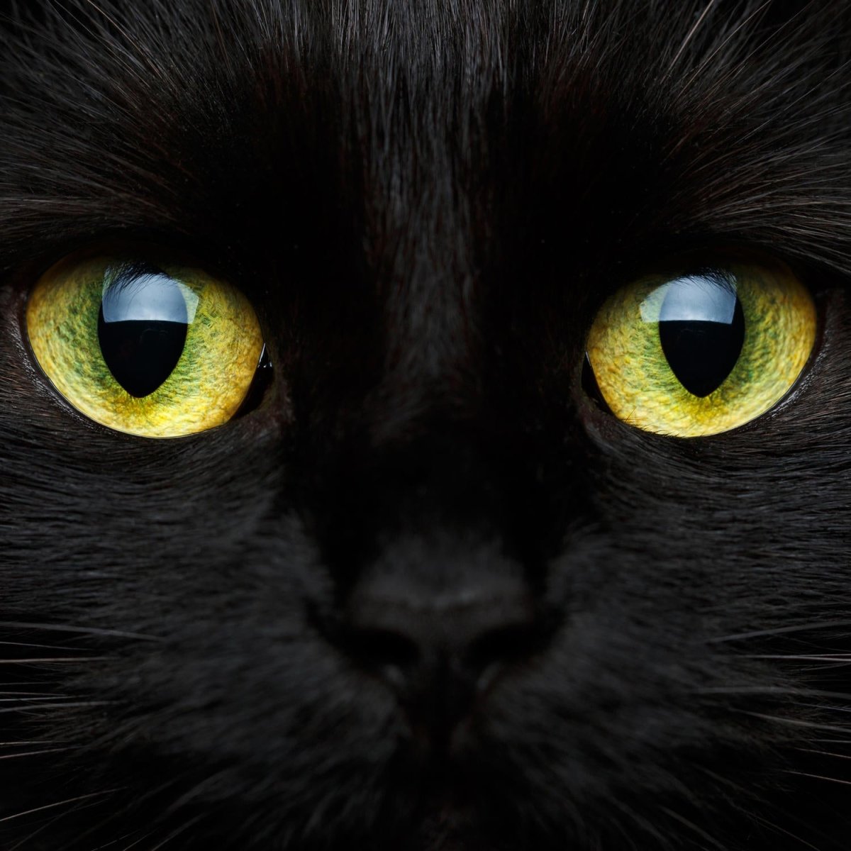 Beistelltisch Nahaufnahme der schwarzen Katze M1013 entdecken - Bild 2