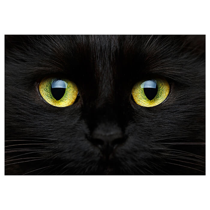 Fototapete Katze Tier Augen M1013 - Bild 2