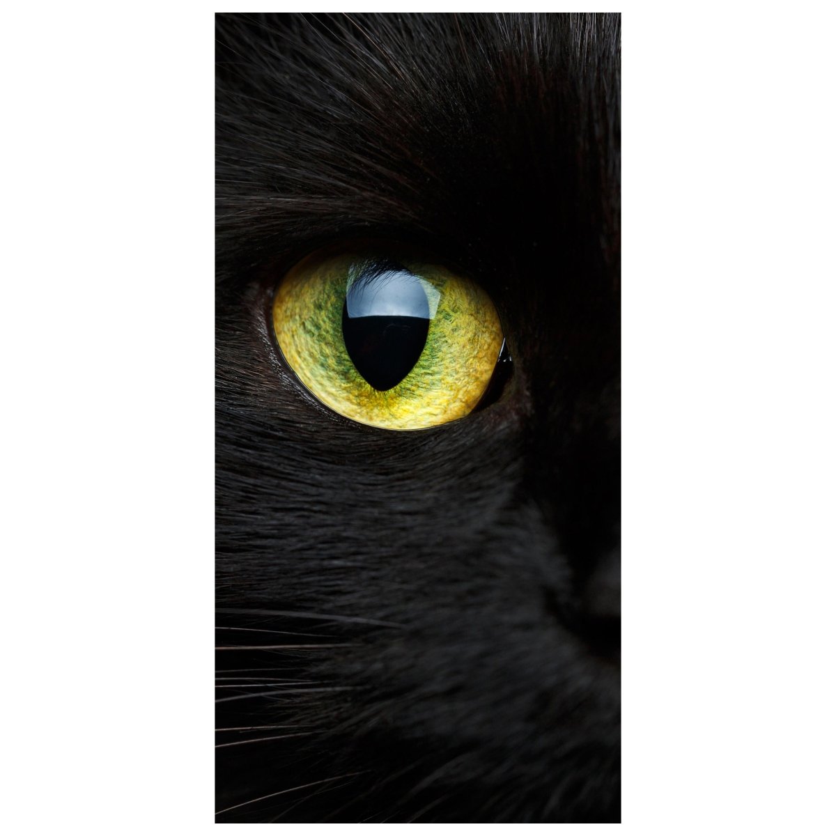 Türtapete Nahaufnahme der schwarzen Katze M1013 - Bild 2