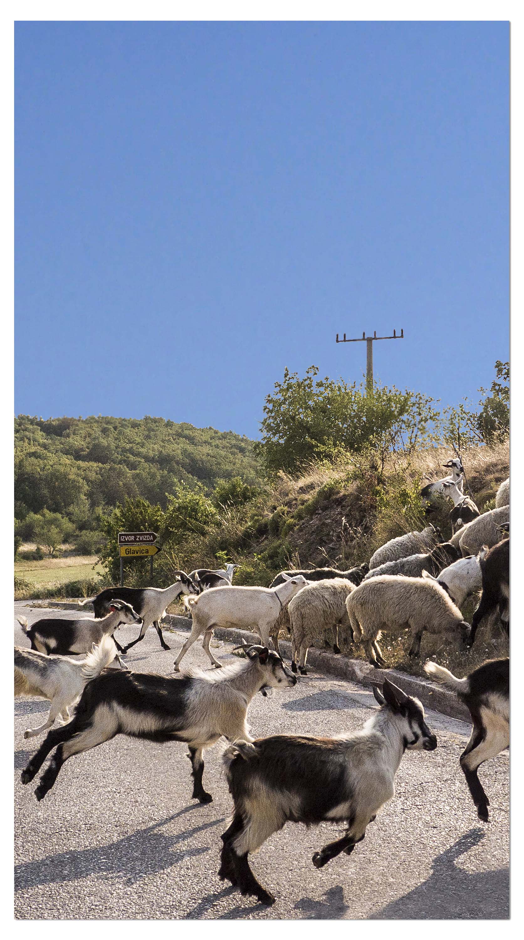 Garderobe Schafe und Ziegen überqueren die Straße M1014 entdecken - Bild 4