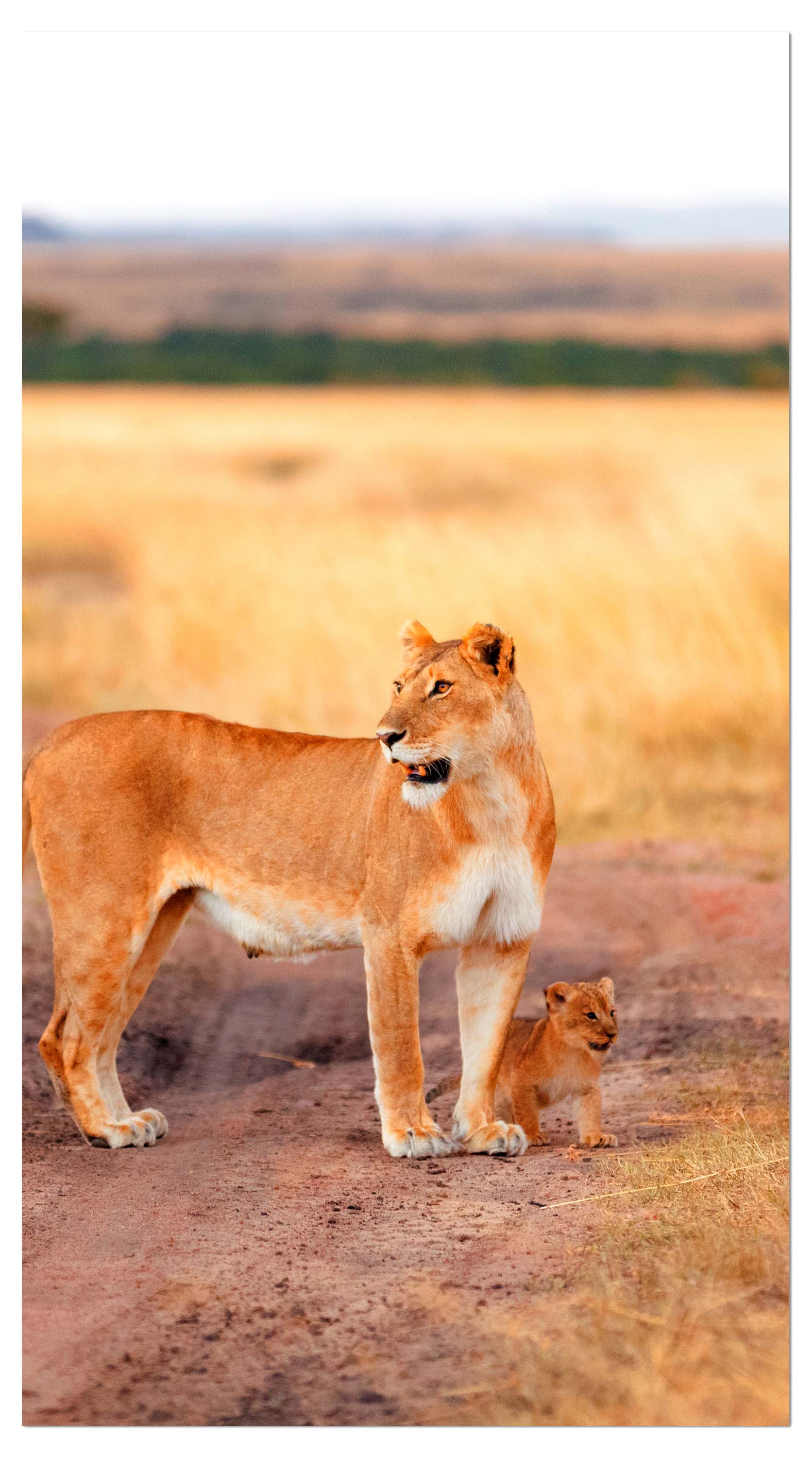 Garderobe Löwe mit einem Jungen, Kenia M1020 entdecken - Bild 4