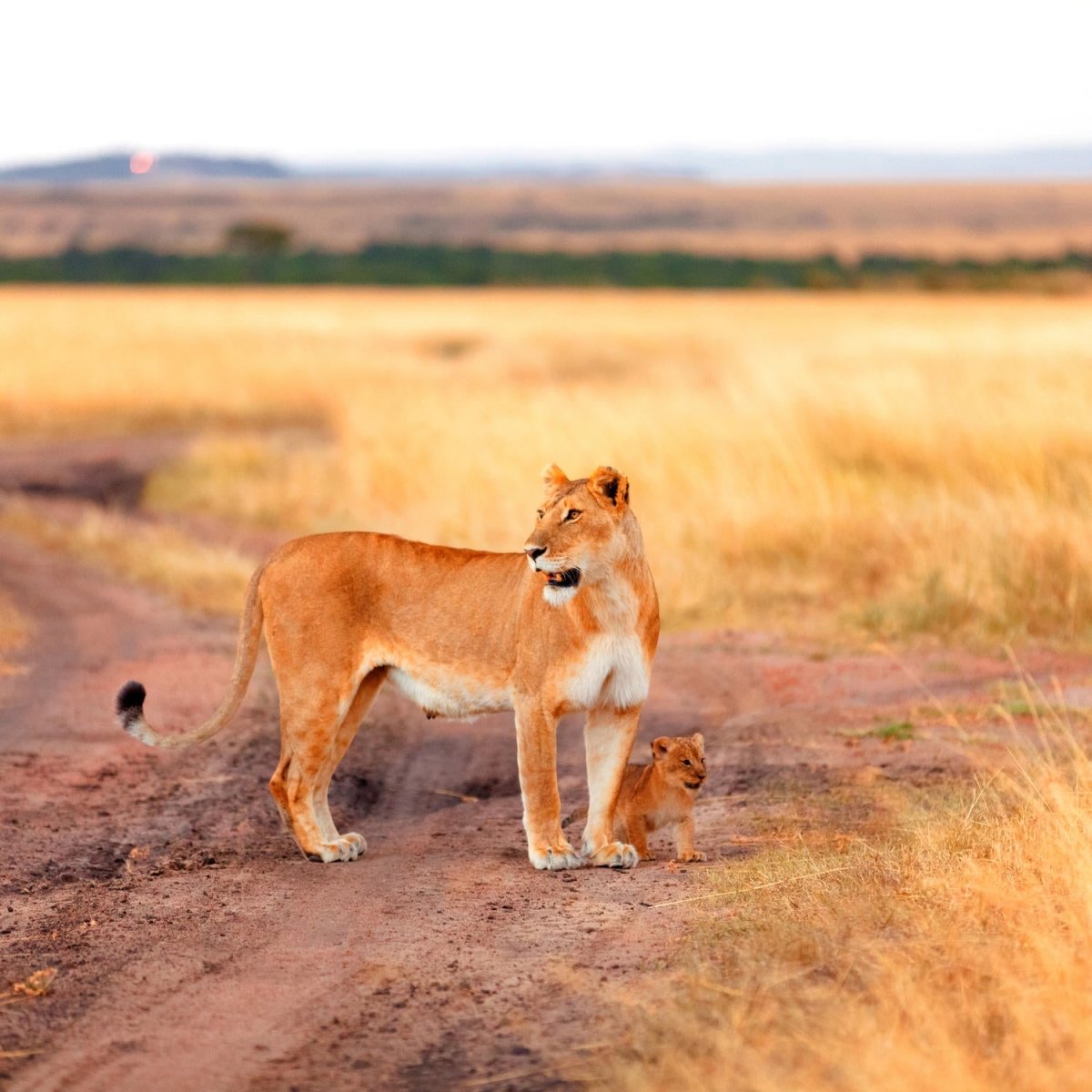 Beistelltisch Löwe mit einem Jungen, Kenia M1020 entdecken - Bild 2
