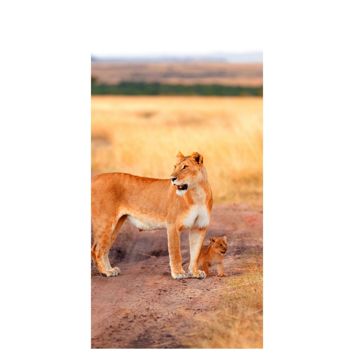 Türtapete Löwe mit einem Jungen, Kenia M1020 - Bild 2