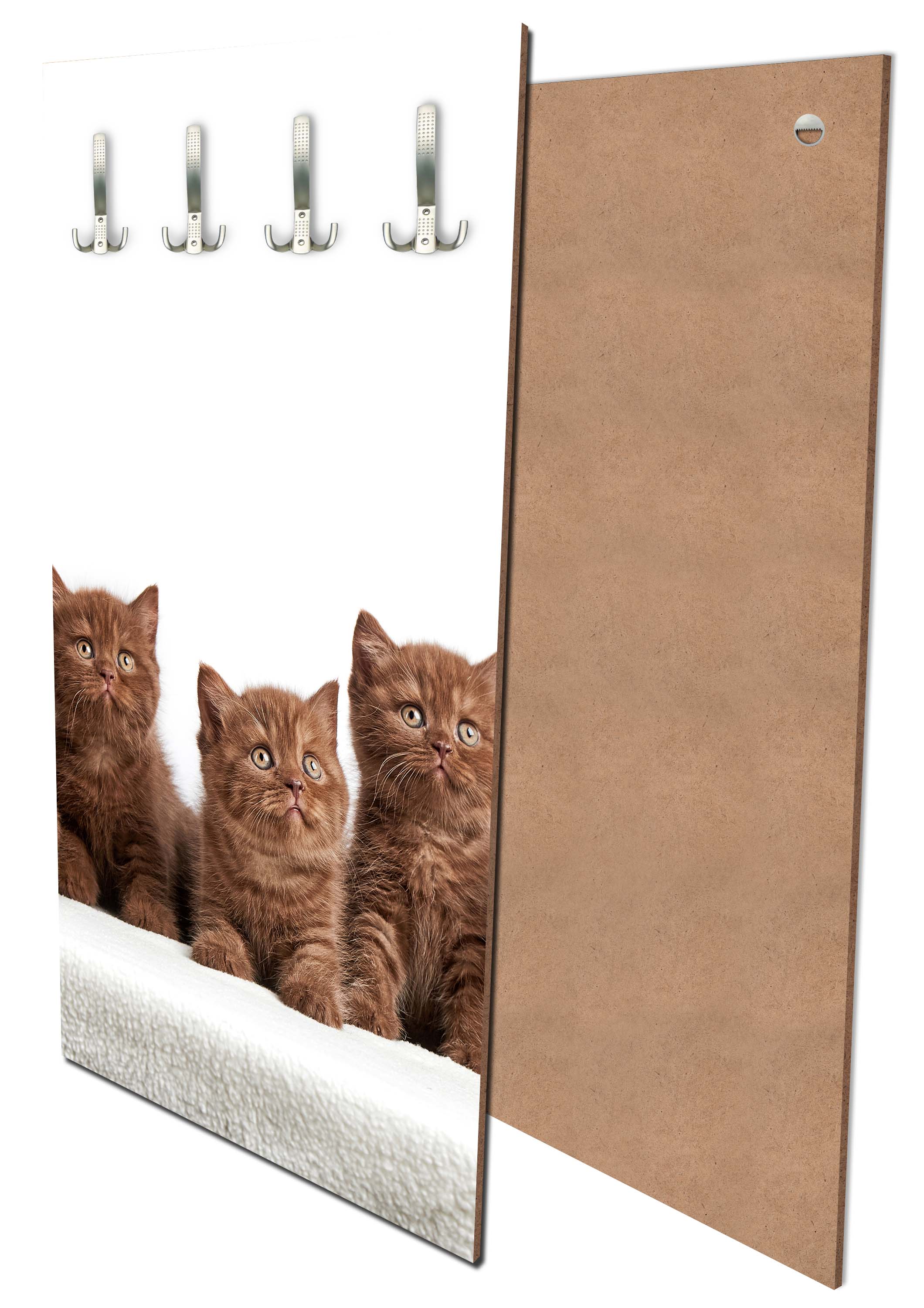 Garderobe Portrait von sechs braunen britischen Kätzchen M1022 entdecken - Bild 1