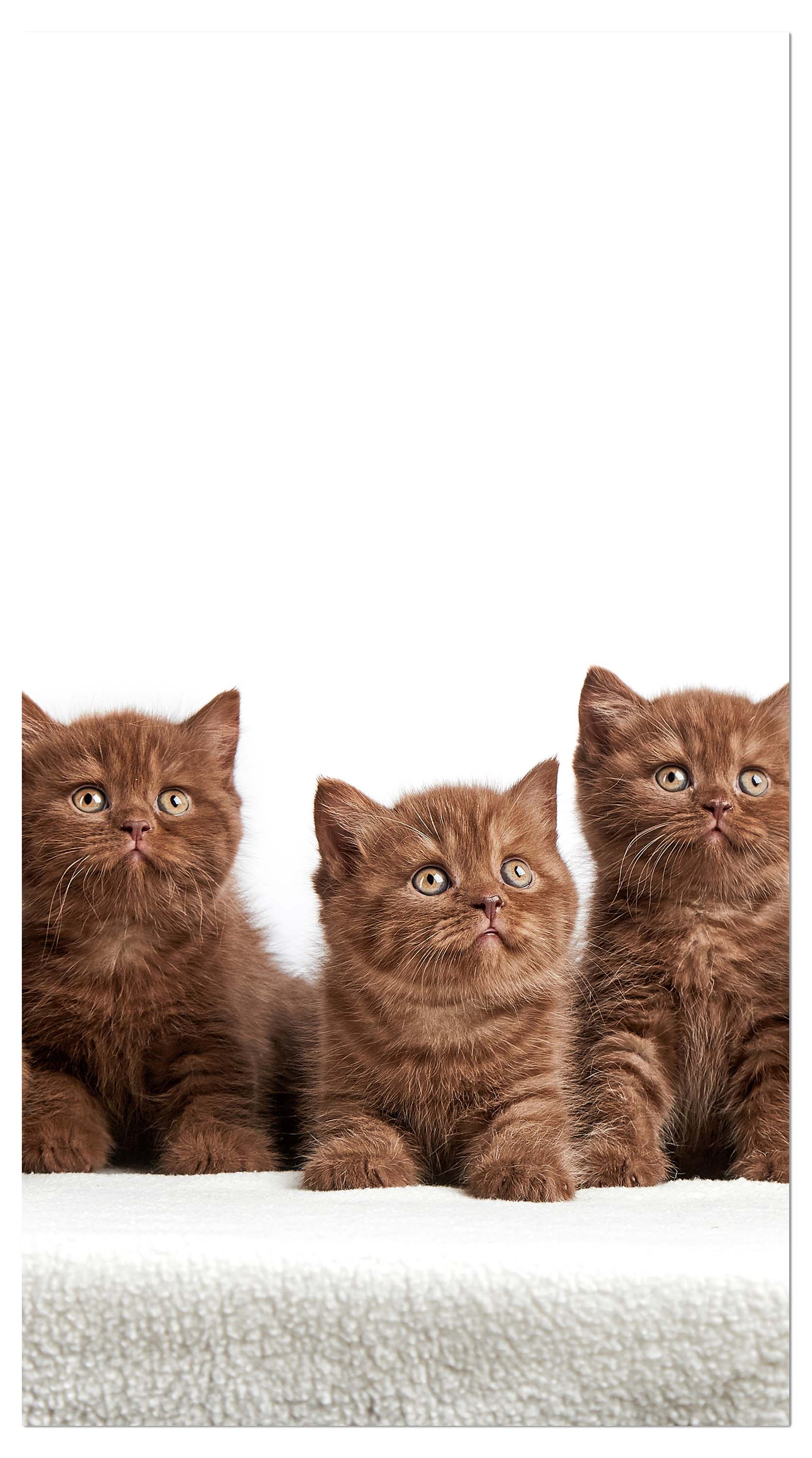 Garderobe Portrait von sechs braunen britischen Kätzchen M1022 entdecken - Bild 4