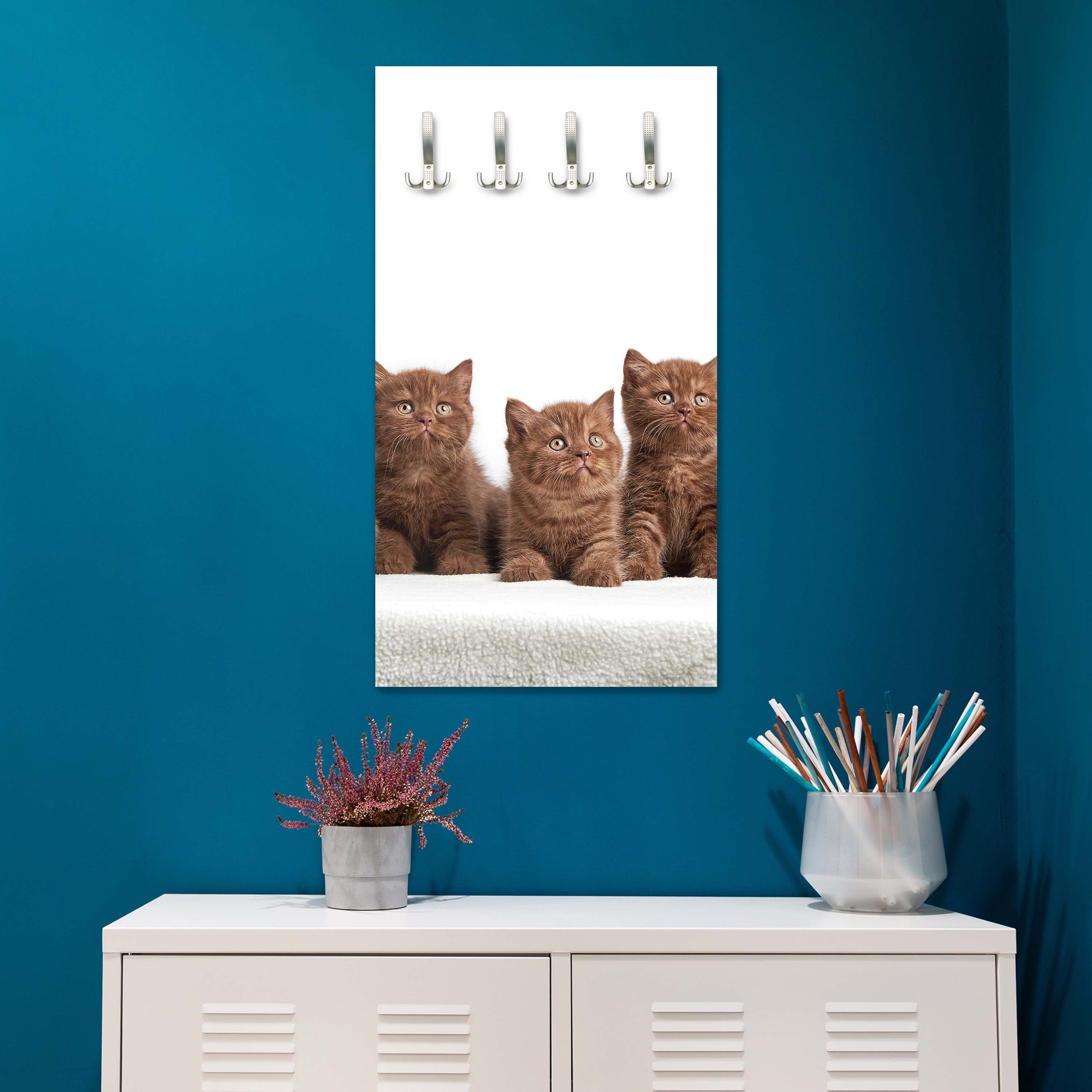 Garderobe Portrait von sechs braunen britischen Kätzchen M1022 entdecken - Bild 5