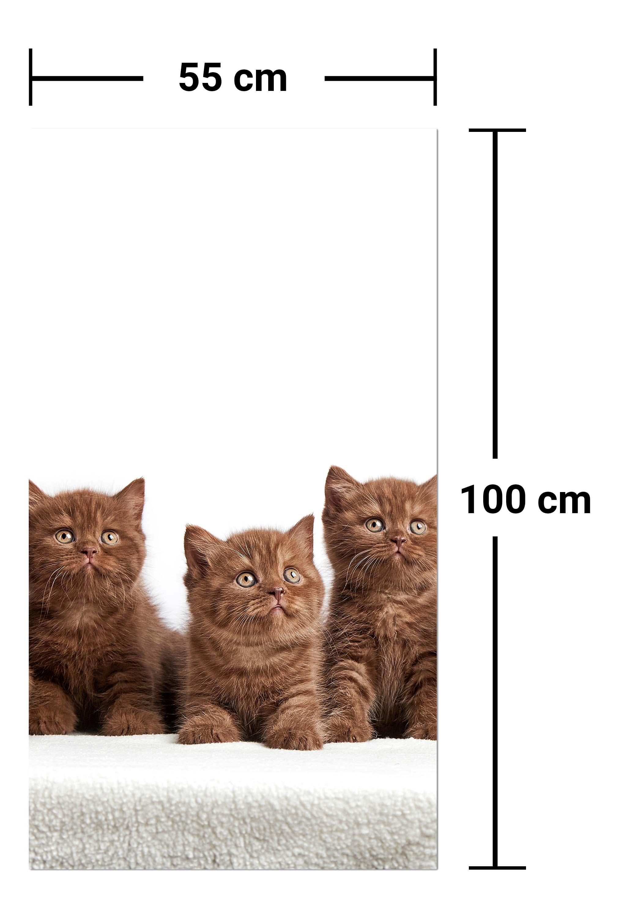 Garderobe Portrait von sechs braunen britischen Kätzchen M1022 entdecken - Bild 7