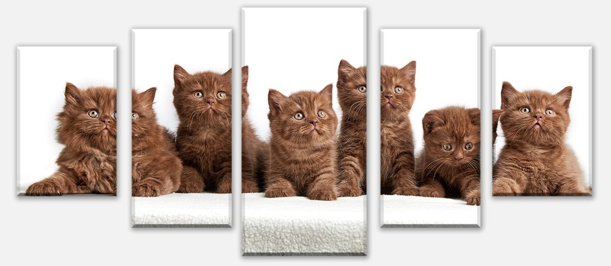 Leinwandbild Mehrteiler Portrait von sechs braunen britischen Kätzchen M1022 entdecken - Bild 1