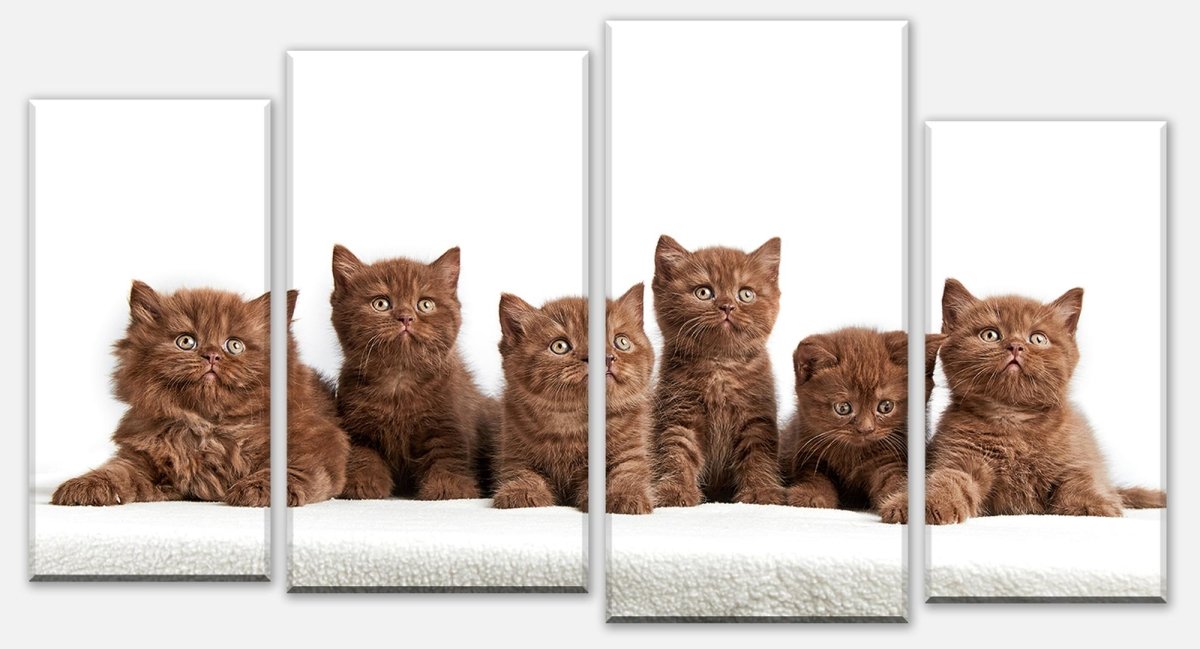 Stretched canvas print Portrait of six brown British kittens M1022