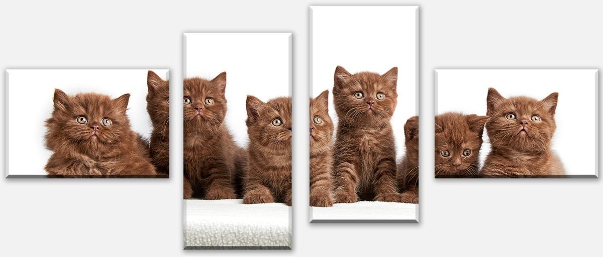 Leinwandbild Mehrteiler Portrait von sechs braunen britischen Kätzchen M1022