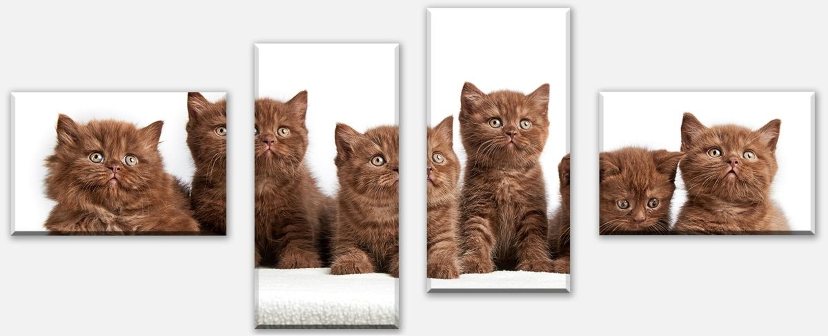 Leinwandbild Mehrteiler Portrait von sechs braunen britischen Kätzchen M1022