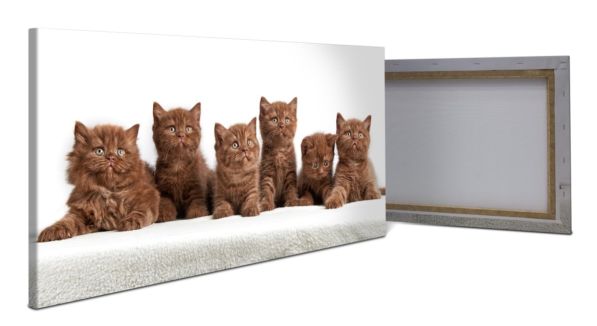 Leinwandbild Portrait von sechs braunen britischen Kätzchen M1022 - Bild 1