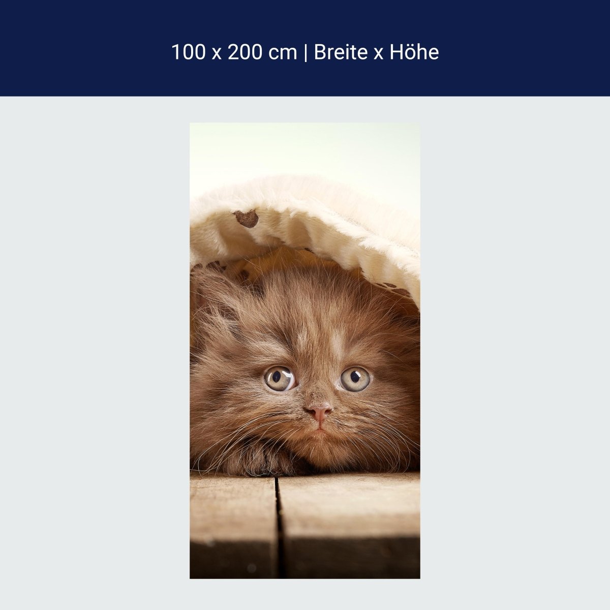 Duschwand Braunes britisches langhaariges Kätzchen M1023