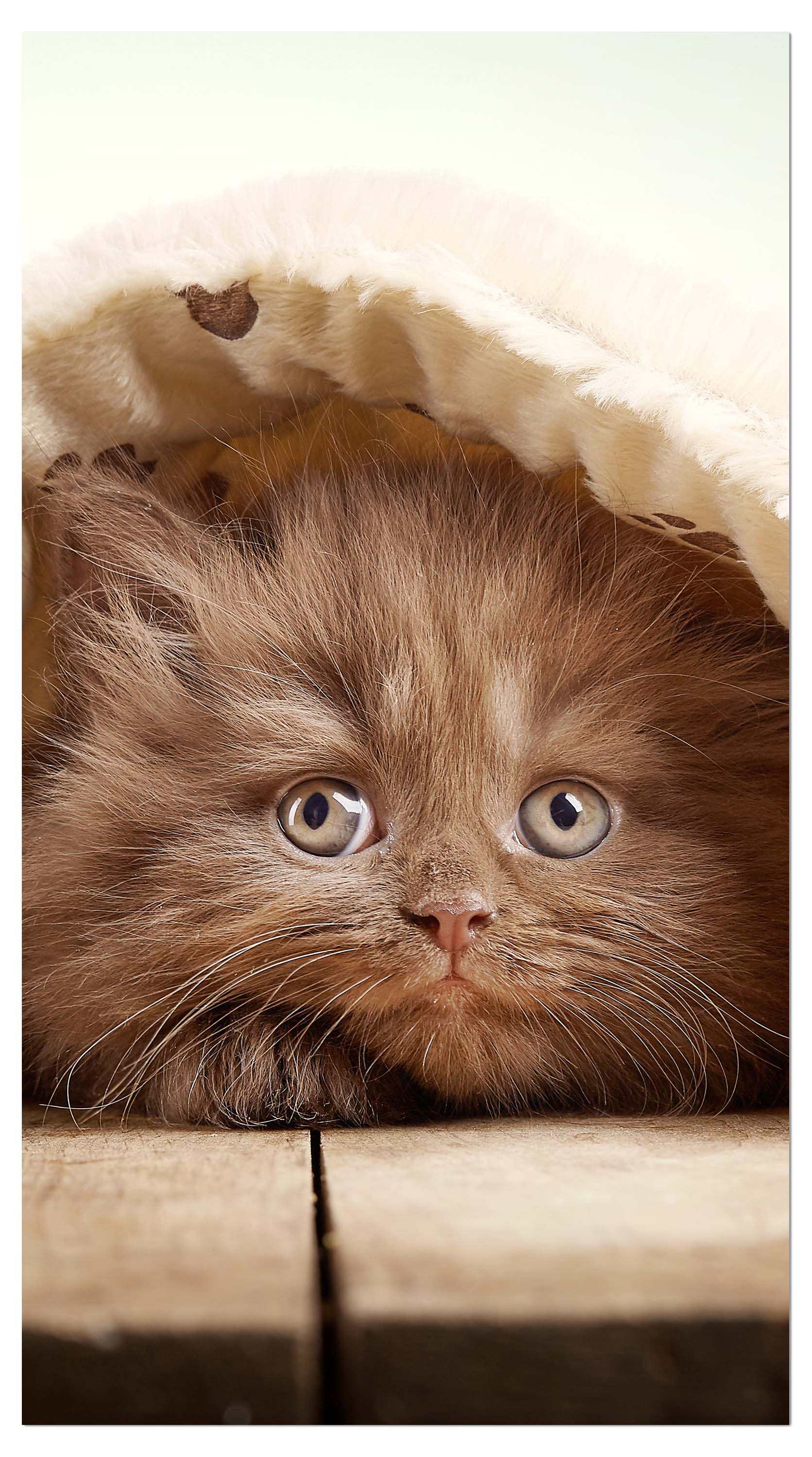 Garderobe Braunes britisches langhaariges Kätzchen M1023 entdecken - Bild 4
