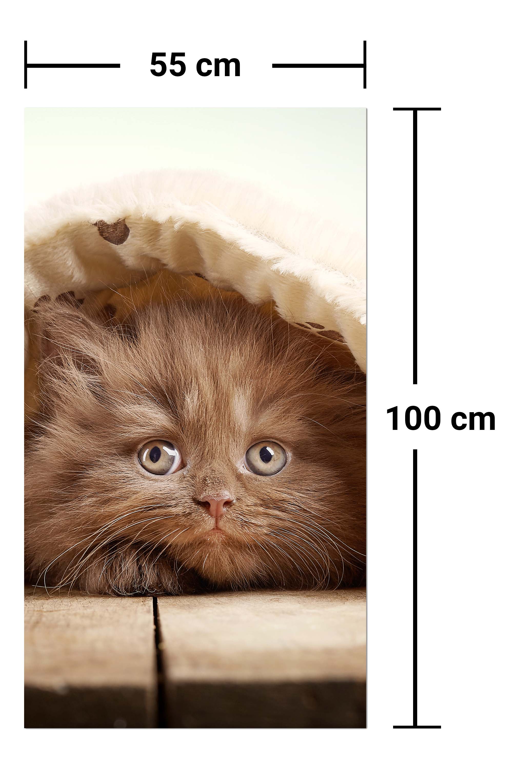 Garderobe Braunes britisches langhaariges Kätzchen M1023 entdecken - Bild 7