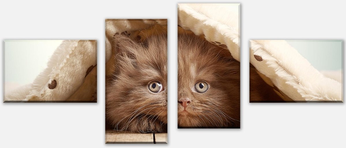 Stretched Canvas Print Brown British Longhair Kitten M1023