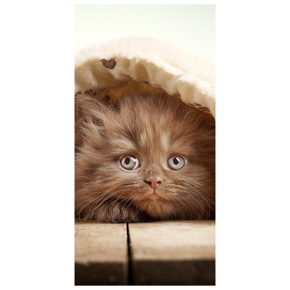 Türtapete Braunes britisches langhaariges Kätzchen M1023 - Bild 2