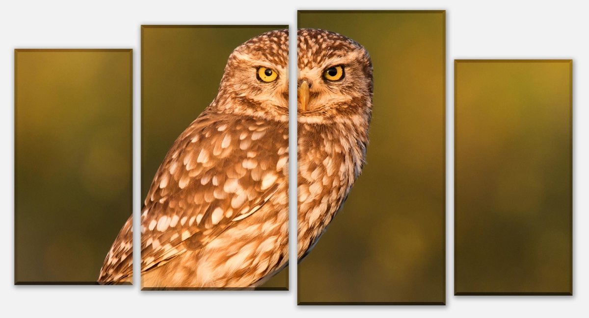 Stretched canvas print Little owl on a log M1026