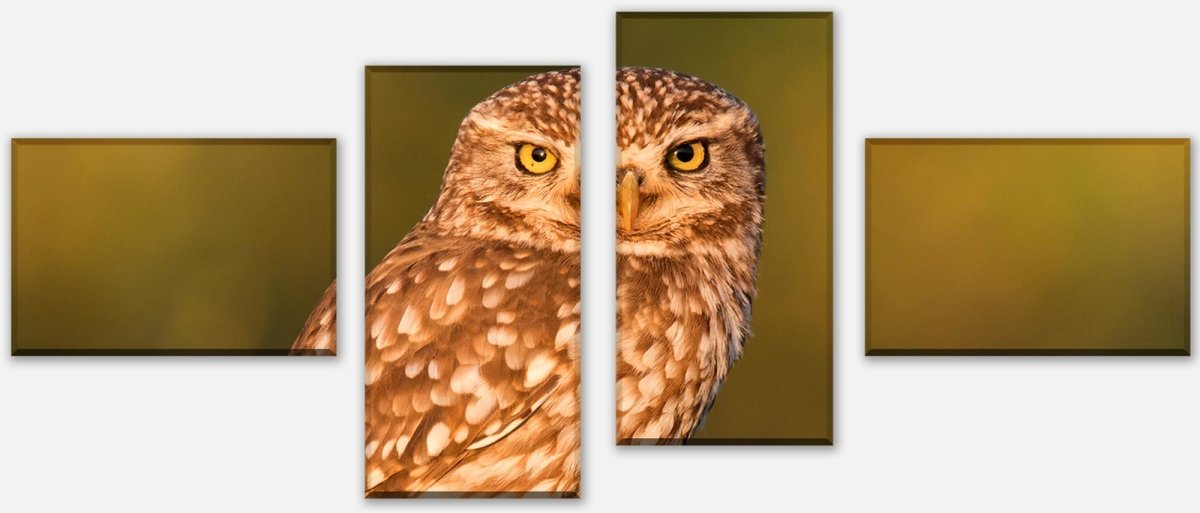 Stretched canvas print Little owl on a log M1026