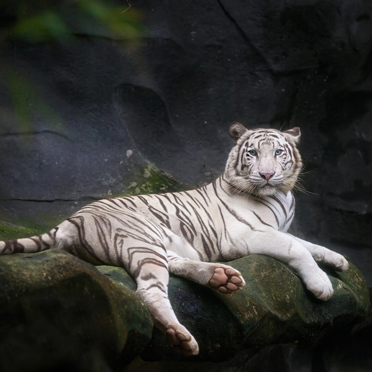 Beistelltisch Weißer Tiger sitzt in der Höhle M1027 entdecken - Bild 2