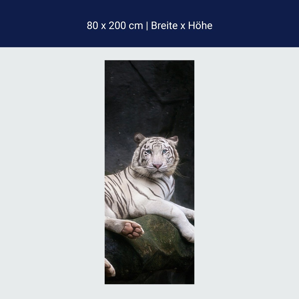 Wall mural White tiger sits in the den M1027