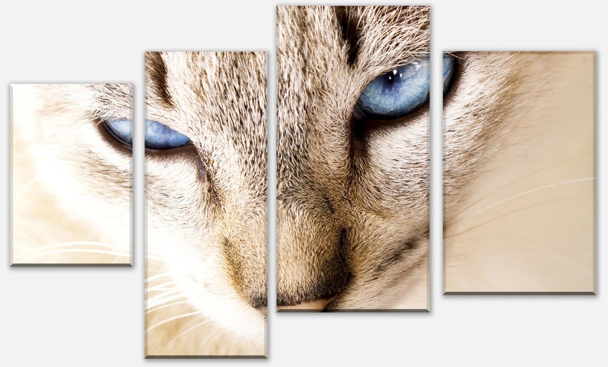 Leinwandbild Mehrteiler Nettes weißes Katzenporträt M1028